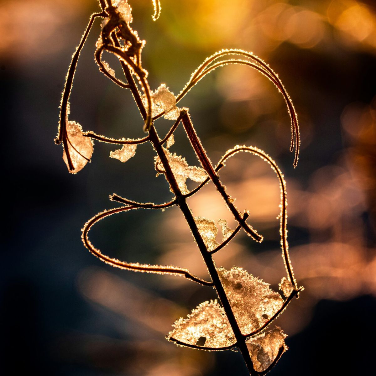 HeartMath med Kornval-Yoga